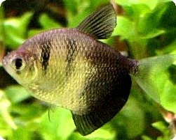 BLACK TETRA - QUANTITY OF 12